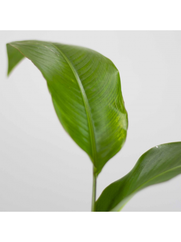 Fire Flash Heliconia Densiflora